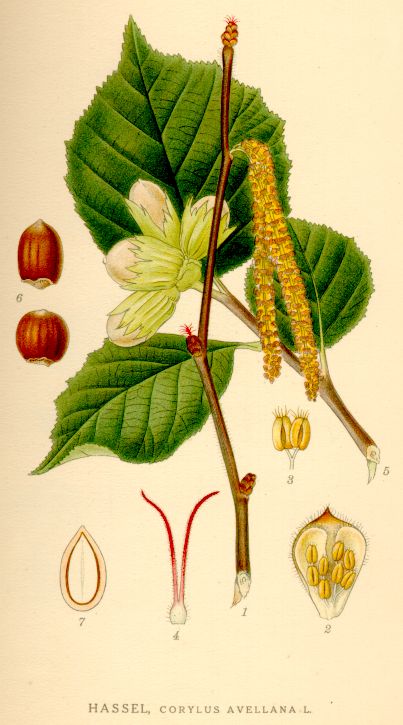 Avelã
