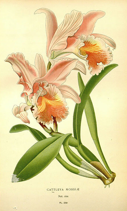 Orquídea